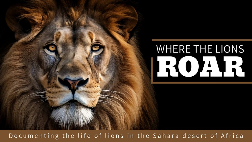 Lions in the Sahara Desert