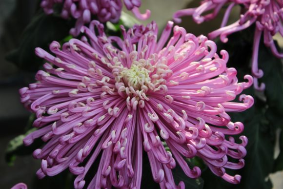 Pink Chrysanthemums Graphic Nature By JLBIMAGES