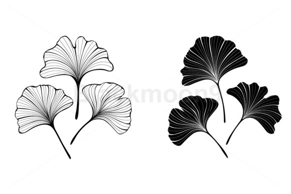 Monochrome Leaves of Ginko Biloba Graphic Illustrations By Blackmoon9