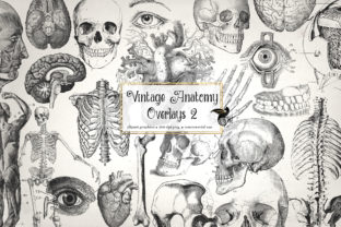 Antique Anatomy Overlays Set 2 Graphic Illustrations By Digital Curio 1