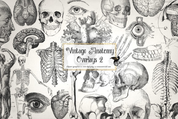 Antique Anatomy Overlays Set 2 Grafika Ilustracje do Druku Przez Digital Curio