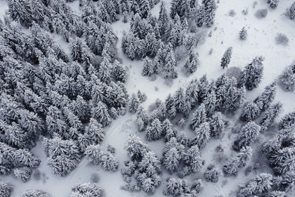 Snowed Forest Aerial View Graphic Nature By George Khelashvili