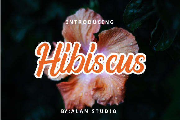 Hibiscus Font Corsivi Font Di alanstudio99