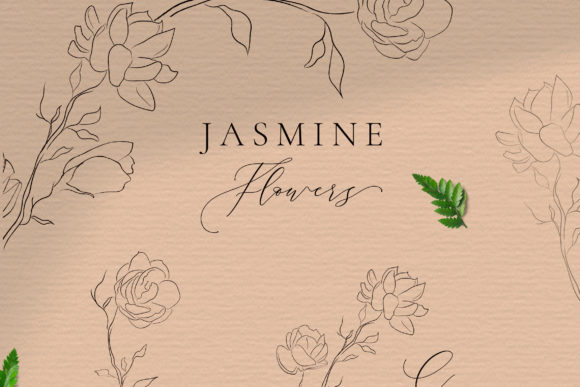 Jasmine Flowers Line Art Elements. Bloom Graphic Illustrations By Olya.Creative