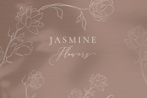 Line Drawing Jasmine Flower Illustration Gráfico Ilustraciones Imprimibles Por Olya.Creative