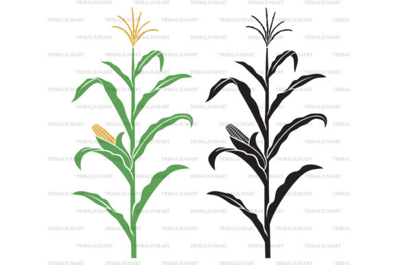 Corn Stalk Graphic Illustrations By TribaliumArt