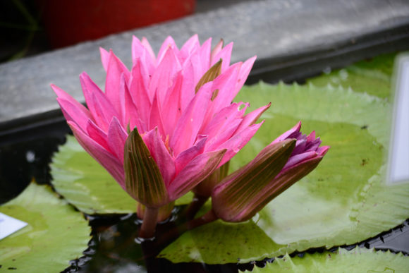 Beautiful Pink Water Lilly Graphic Nature By cristycomm