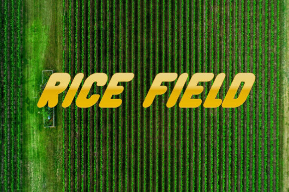 Rice Field Fontes de Exibição Fonte Por Designvector10