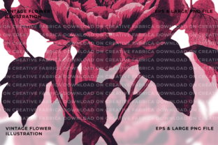 Sublime Summer Cabbage Rose Illustration Grafika Ilustracje do Druku Przez katarsis stock 3