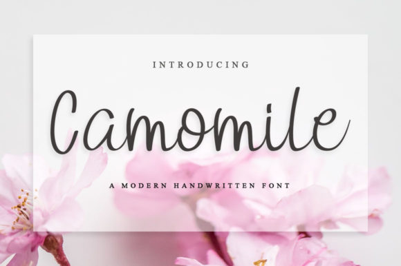 Camomile Script & Handwritten Font By fanastudio