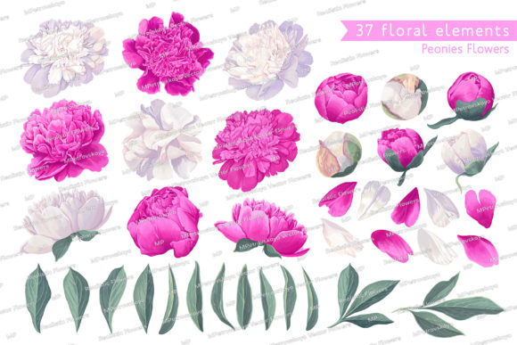 White & Pink Realistic Peonies Set Graphic Illustrations By MPetrovskaya