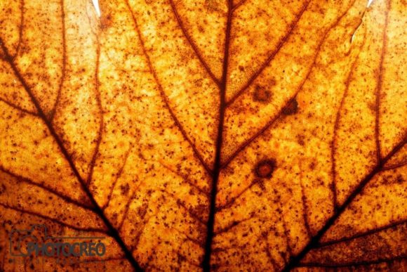 Autumn Maple Leaf Background Grafika Natura Przez photocreo