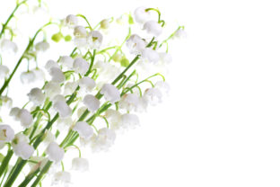 Flowers Lilly of the Valley. 9 Photo Graphic Nature By Vapi 10