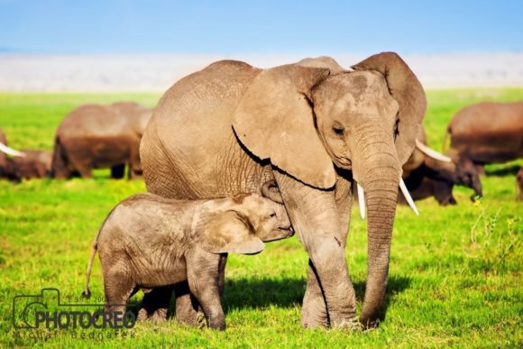 Elephant Family Grafik Tiere Von photocreo