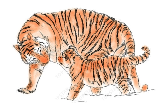 Tiger Mom Tiger Cub Drawing Colored Gráfico Ilustraciones Imprimibles Por Topstar