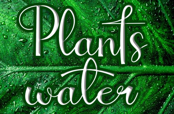 Plantswater Script & Handwritten Font By fahmistudio99