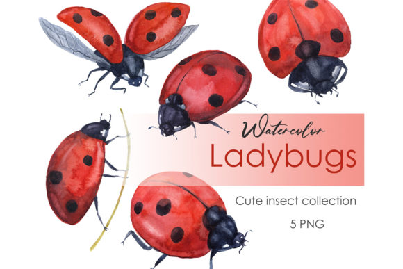 Watercolor Clipart Insect Ladybug Png Graphic Illustrations By KomtsyanTatyanaArt