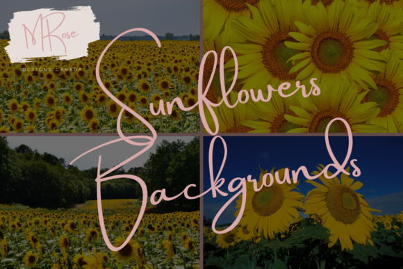 Sunflowers Gráfico Naturaleza Por MRose Designs Canada