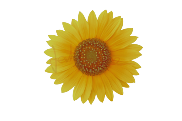 Sunflower Afbeelding Afdrukbare Illustraties Door arttahanane