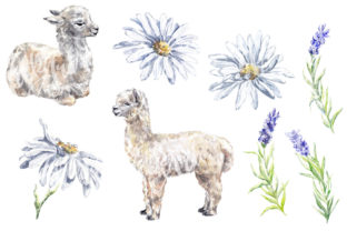 Cute Llama Daisy Watercolor Clipart Illustration Illustrations Imprimables Par vilkat 2