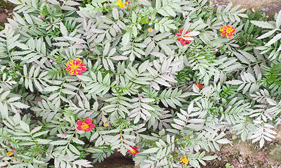 Flower Background Photos 60 Grafica Natura Di raqibul_graphics