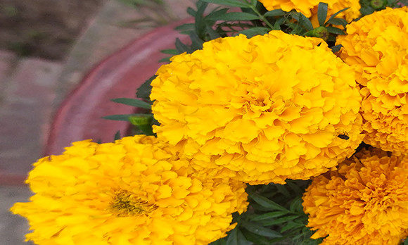 Flower Background Photos 70 Grafica Natura Di raqibul_graphics