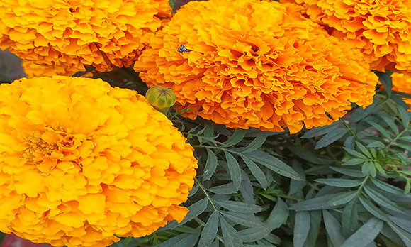 Flower Background Photos 71 Grafica Natura Di raqibul_graphics