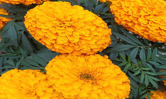 Flower Background Photos 72 Graphic Nature By raqibul_graphics