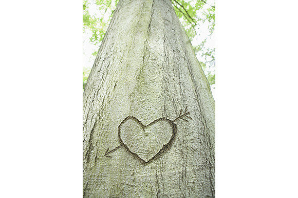 Heart Carved in a Tree Graphic Nature By conceptstillsandmotion