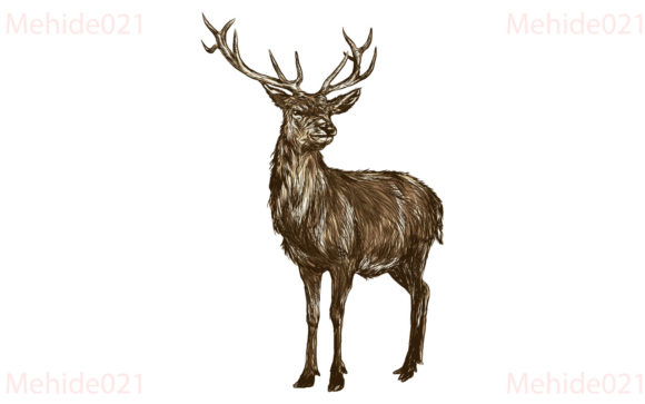 Deer Engraving Hand Drawn, Sketch Graphic Illustrations By mehide021