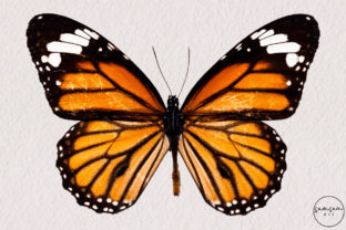 Monarch Butterfly PNG Sublimation Gráfico Artesanato Por Samsam Art 1