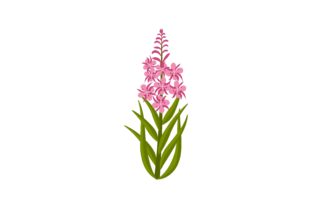 Mountain Blooming Wild Flower Graphic Illustrations By pch.vector