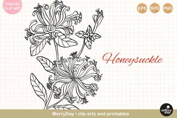 Honeysuckle Flower Line Art Drawing Graphic Illustrations By MerryDay