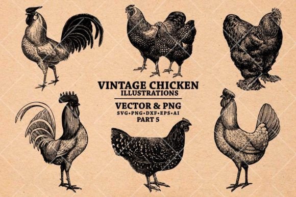 Vintage Chicken  in Vector & PNG Gráfico Ilustrações para Impressão Por SeaquintDesign