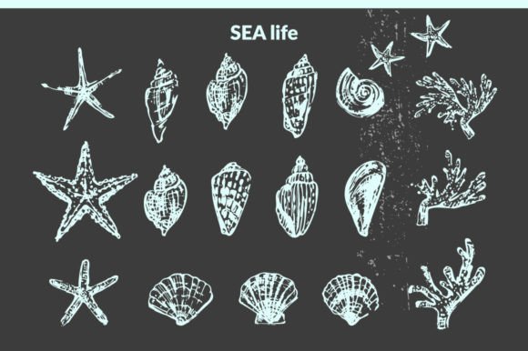 Seashells Graphic Illustrations By katya bogina