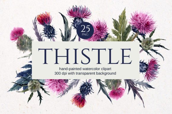 Thistle Watercolor Floral Clipart Graphic Illustrations By Elena Dorosh Art