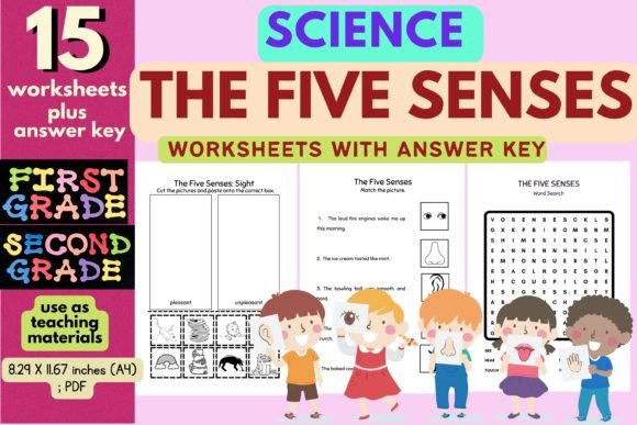Science:the Five Senses Worksheets Afbeelding Groep 3 Door Charm Creatives