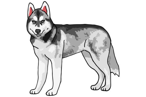 Siberian Husky Dog Wise Look Sticker Grafik Druckbare Illustrationen Von MVMET