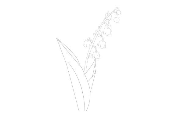 Lily of Valley Vector Illustration Graphic Illustrations By md.shahalamxy