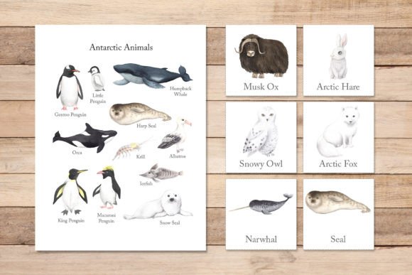 Arctic and Antarctic Animals Printables Grafik Vorschule Von Larysa Zabrotskaya