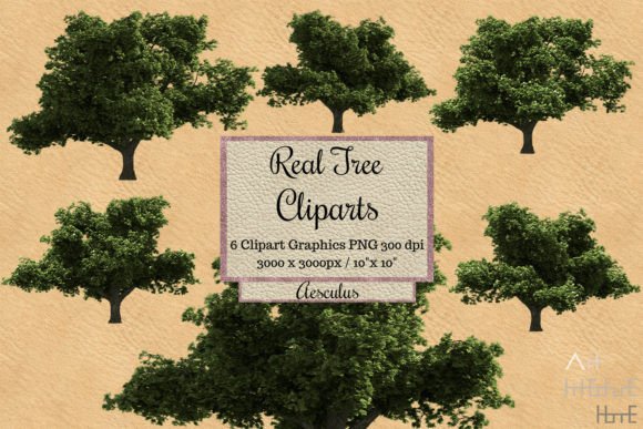 Real Tree Cliparts - Aesculus Graphic Illustrations By Arthitecture Home