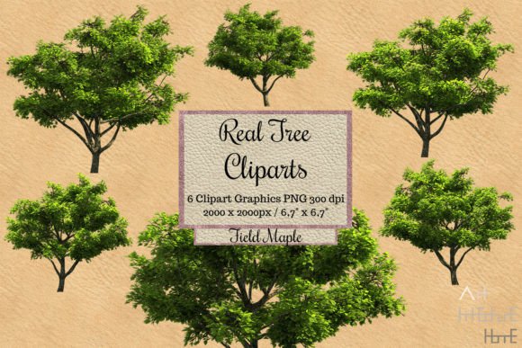 Real Tree Cliparts - Field Maple Graphic Illustrations By Arthitecture Home