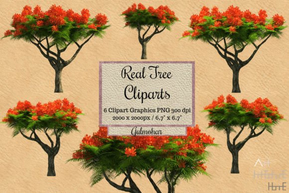 Real Tree Cliparts - Gulmohar Graphic Illustrations By Arthitecture Home