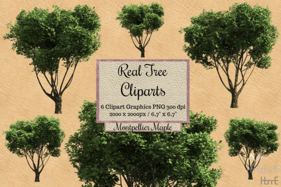 Real Tree Cliparts Montpellier Maple Graphic Illustrations By Arthitecture Home