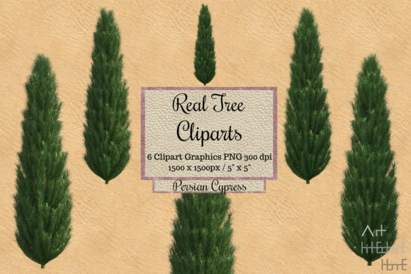 Real Tree Cliparts - Persian Cypress Graphic Illustrations By Arthitecture Home