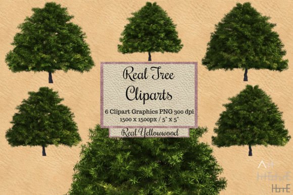 Real Tree Cliparts - Real Yellowwood Graphic Illustrations By Arthitecture Home