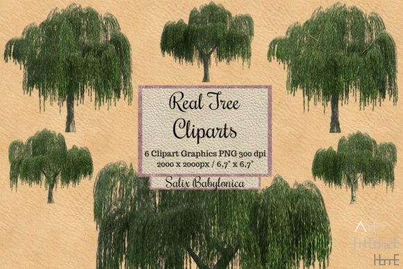 Real Tree Cliparts Salix Babylonica Graphic Illustrations By Arthitecture Home