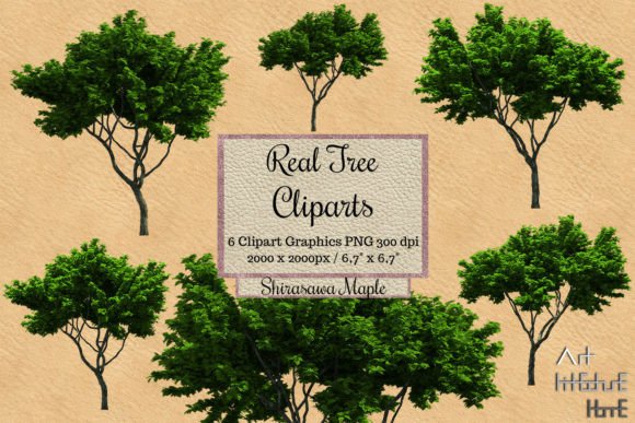 Real Tree Cliparts - Shirasawa Maple Graphic Illustrations By Arthitecture Home