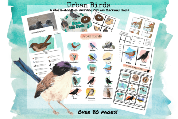 Urban Birds Nature Study Graphic 3rd grade By MessyBeautifulFun