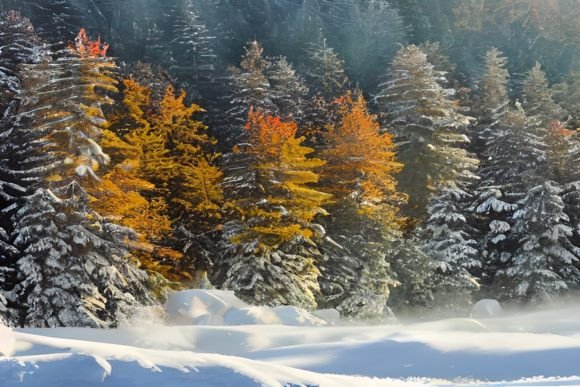 Radiant Sun in Winter Trees Landscape Illustration Fonds d'Écran Par eifelArt Studio